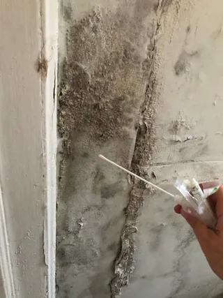 Photo of Long Island Mold Specialist, from their website