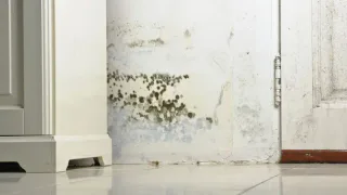 Photo of Rainbow Restoration, from their website